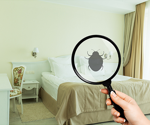 bedbugs control services