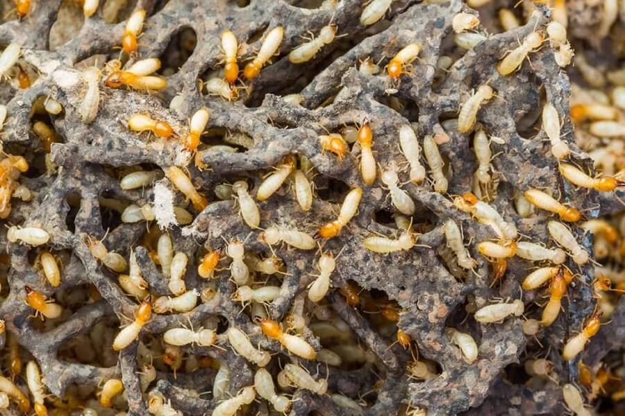 Best Termite Control Services