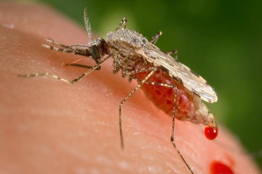 Diseases Spread by Mosquitoes