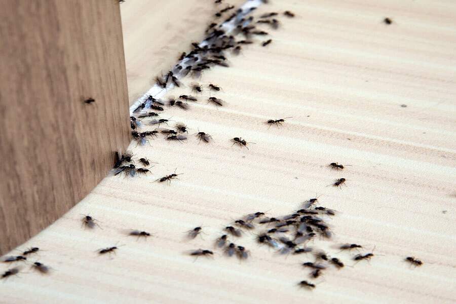Do you have ants at home or in the office