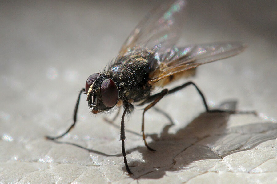 Flies Pest Control Service