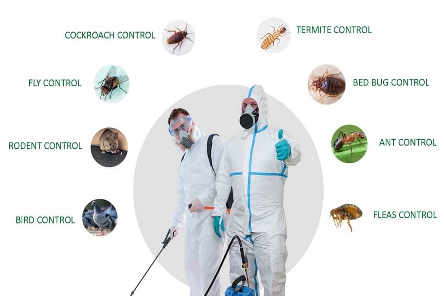 Pest Control Services in Dhaka