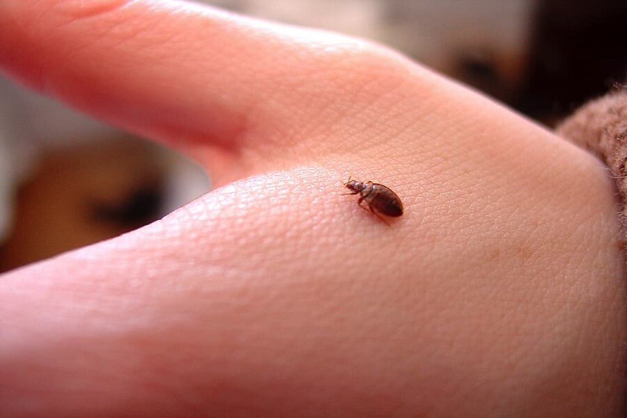Problems caused by Bedbugs