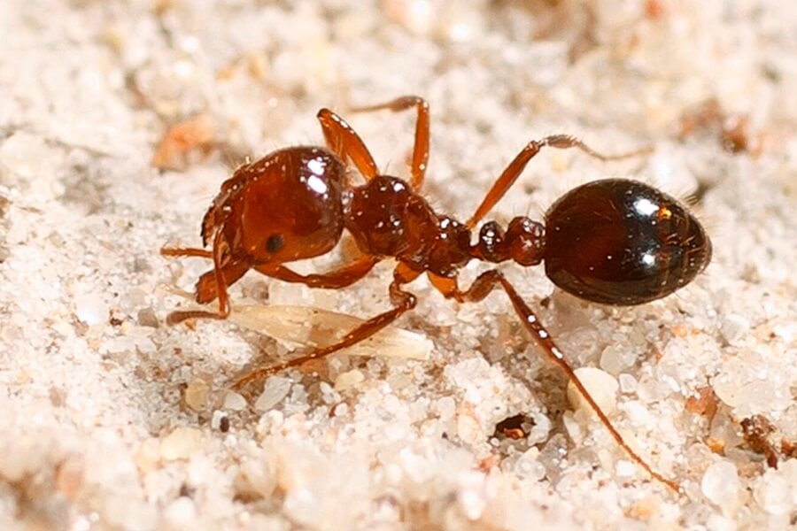 Safe Ant Control Measures
