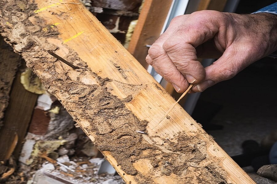 Wood Borer inspections