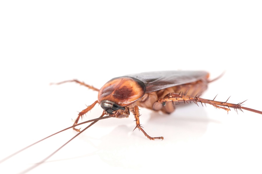 cockroach control services