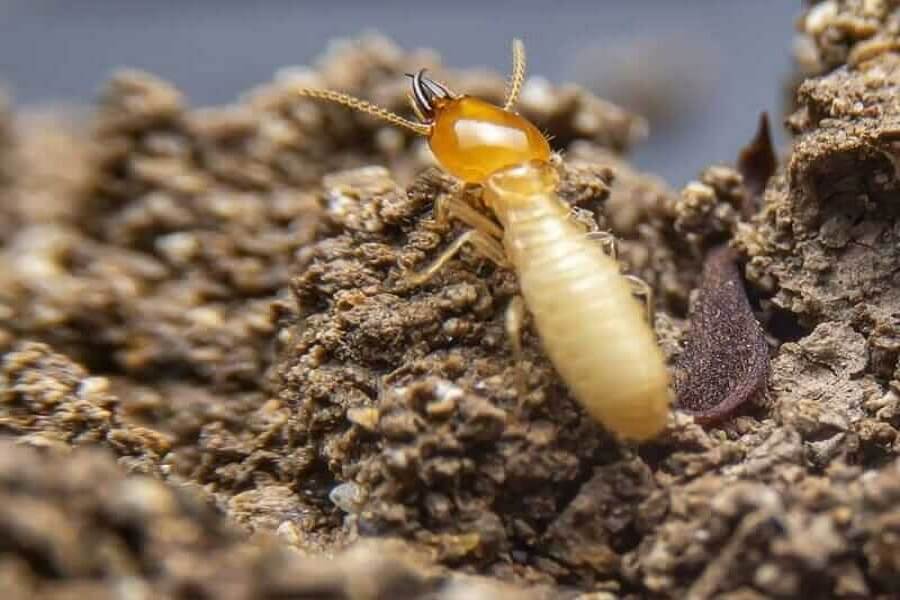 termite control service BD