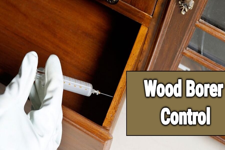 Advantages of Wood Borer management services