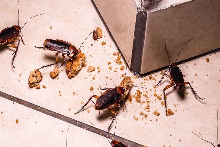 Cockroach control services in dhaka