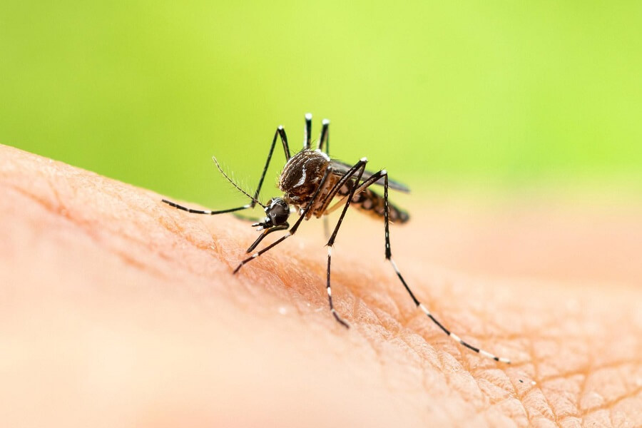 Mosquitoes Control Service Company In Bangladesh