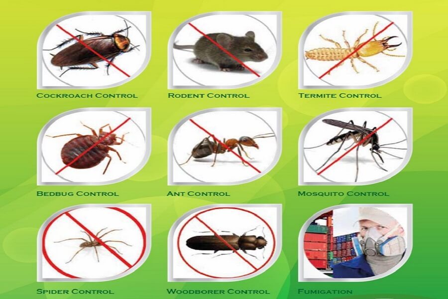 Pest Control Service Company In Bangladesh