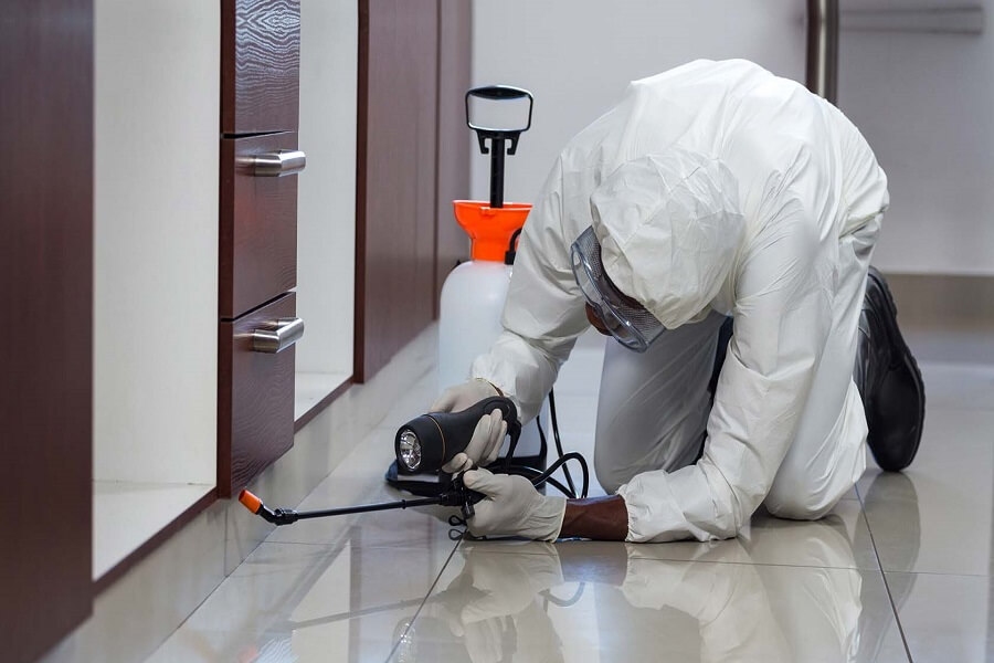 Professional pest control company in Dhaka