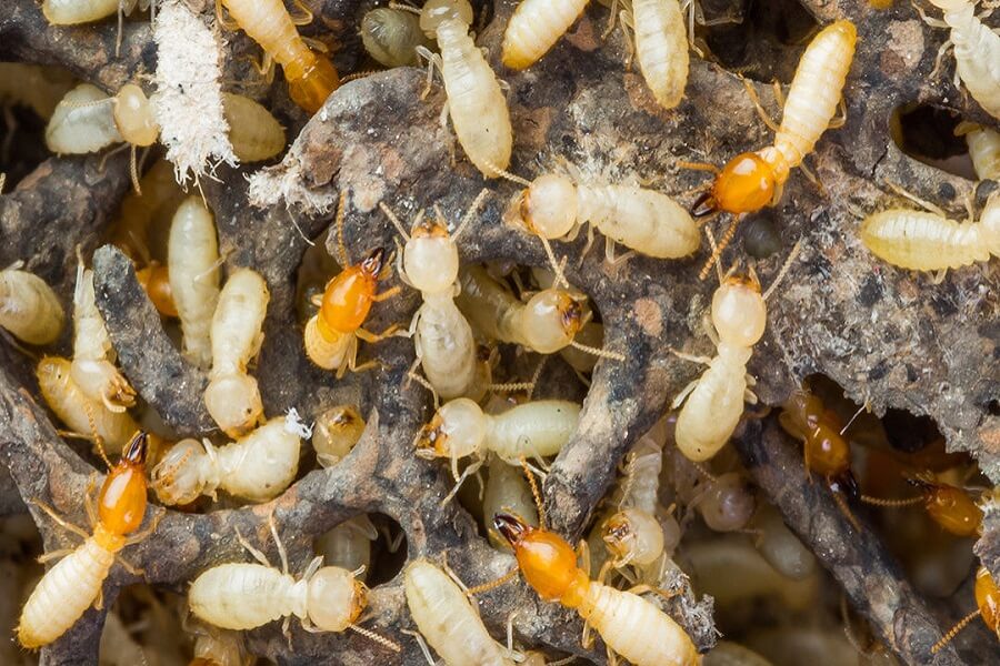 Termite Control Services Company In Bangladesh